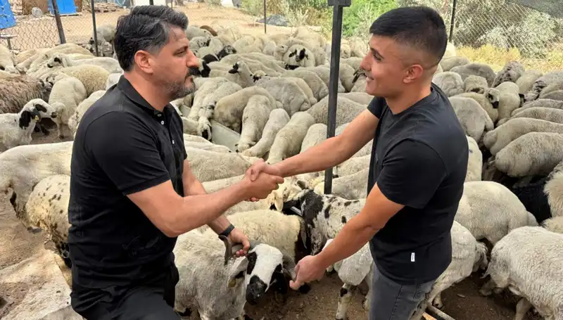 Kurbanlık Koyun Alımında Tuz ve Sumak Uyarısı: Şişkinlik Yalanı