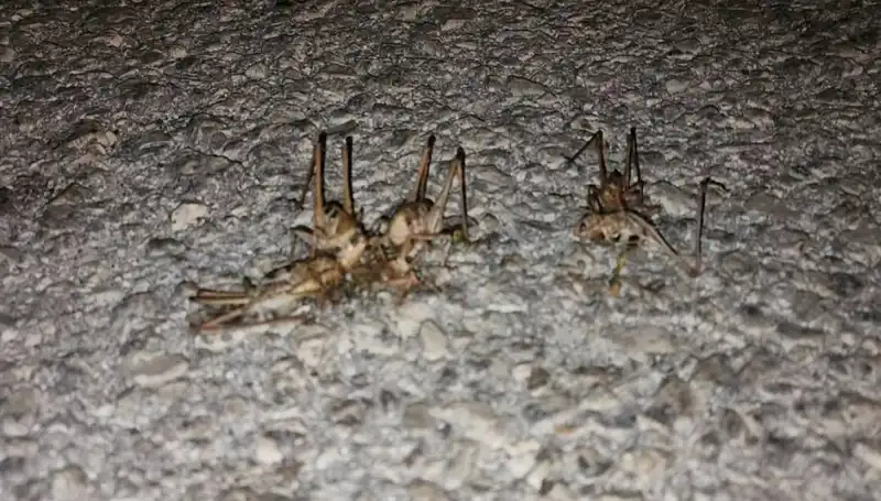 Yüzlerce Çekirgenin Aniden Yolu İstila Etmesi Piyasalarda Şok Etkisi Yarattı