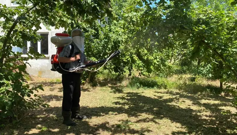 Çiftçilerin Umudu: Kükürt ve Samuray Arısı ile Mücadelede Yeni Bir Dönem