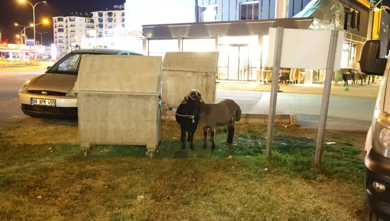 Yola Düşen Mor Karaman Koyunları: Doğa ve İnsan İlişkisi Sorunsalı