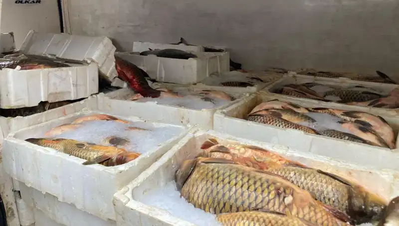 Kaçak Balık Avına Dev Cezalar: Suçlulara Binlerce Lira Fatura