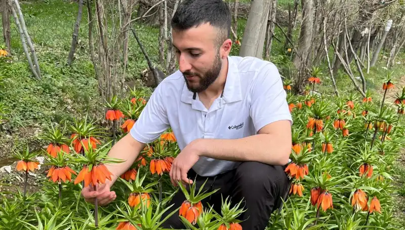 Ağlayan Gelin: Türkiye'de Bulunan Eşsiz Bitki ve Yüksek Cezaları