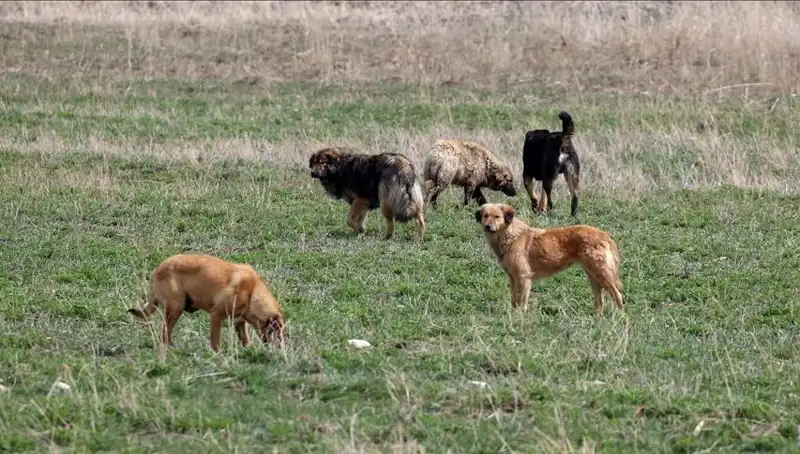Ankara'da Sahipsiz Köpek Kararı: Barınaklardan Bırakılana Cezalar Arttı
