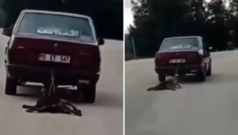 Otomobilinin Ardına Bağlı Köpeği Sürükleyen Sürücü, Sosyal Medyada Tepki Topladı
