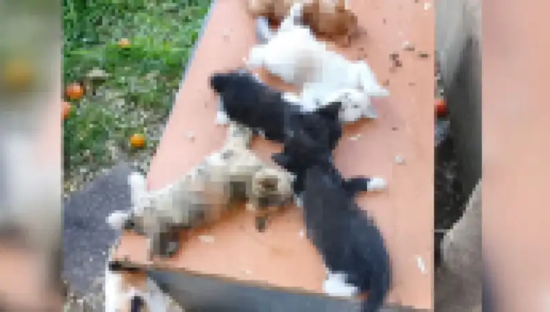 Bursa'da Yavru Kedi Katliamı: Sekiz Minik Canın Hayatına Son Verildi