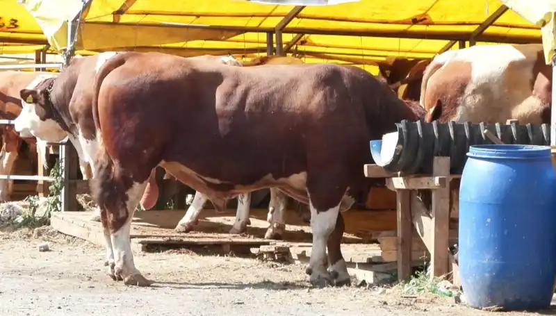 Kurban Pazarlarında Beklenmedik Fiyat Artışları ve Hareketlilik Nedenleri