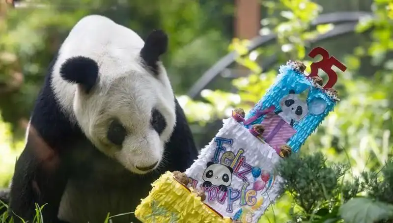 Dev Panda Xin Xin: 35. Yaşında Bir Efsanenin Kutlaması