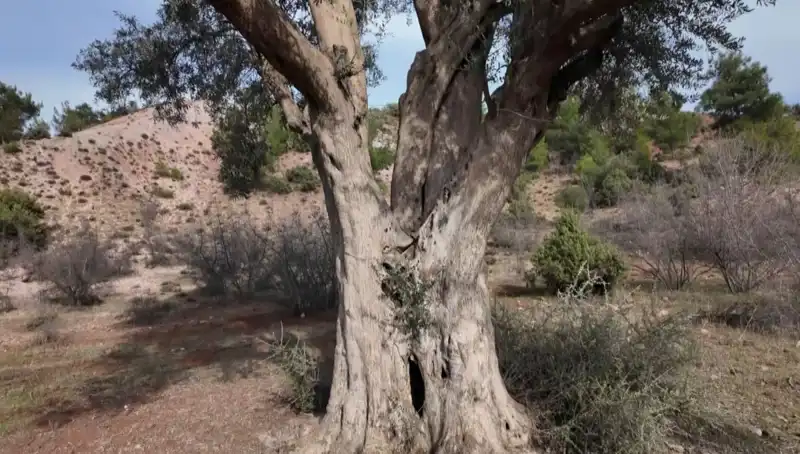 800 Yıllık Zeytin Ağacı: Mirasın Korunmasında Öncü Bir Örnek