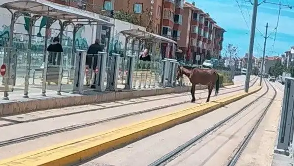 Eskişehir Tramvay Raylarında Başınıboş At: Şehirde Şaşkınlık Yarattı