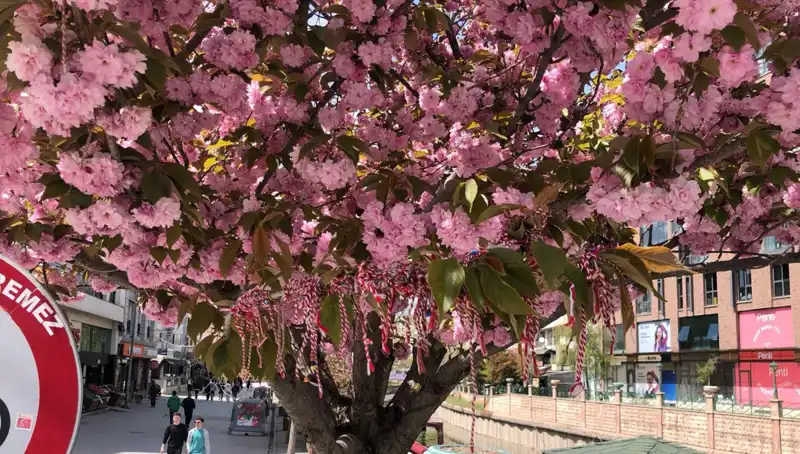 Süs Erik Ağaçlarına Martenitsa Bağlanarak Bahar Karşılandı!