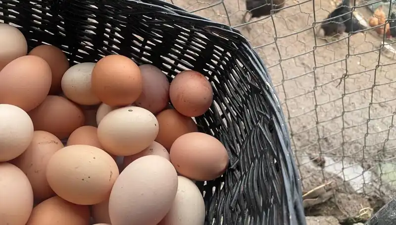 Dünyanın En Ucuz Proteini: Okulların Açılması "Mayıs Çukuru"nu Aşmamıza Yardımcı Olacak