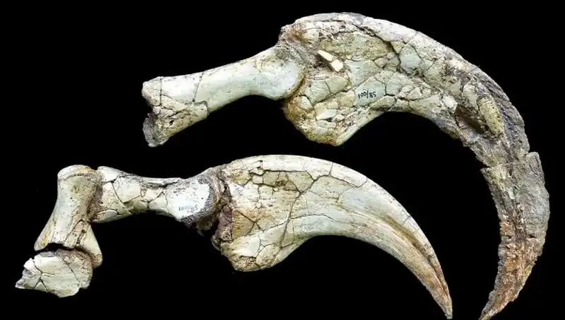 Gobi Çölü’nde Dinozor Sürprizi: Yeni İki Parmaklı Tür Keşfedildi!