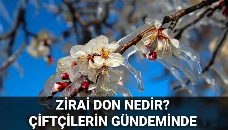 Zirai Don Nedir? Çiftçilerin Zararı Karşılanacak mı?