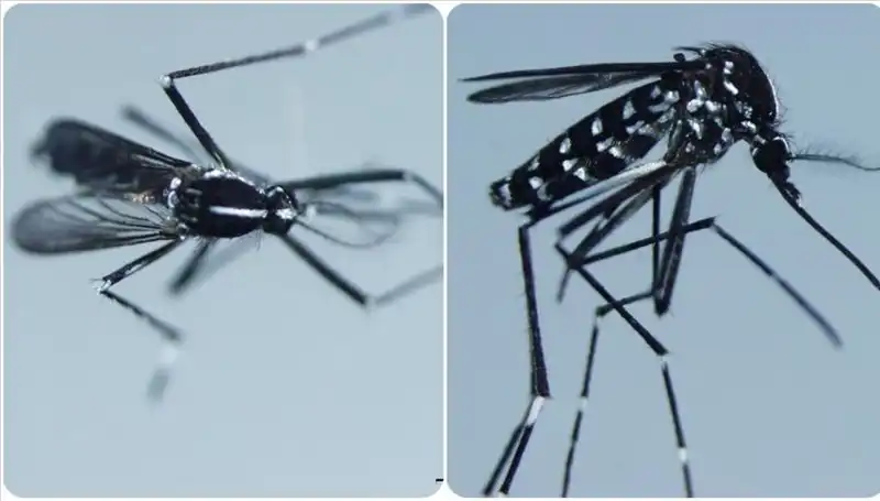 Chikungunya Virüsü: Belirtileri ve Dünya Genelindeki Yayılımı Hakkında Bilmeniz Gerekenler