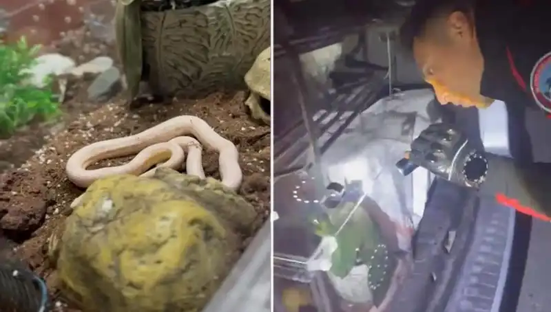 Devriye Ekipleri Şokta: Otomobilden Zehirli Yılanlar Fırladı!