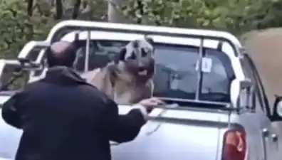 Trabzon'da Şok Eden Olay: Köpeği Halatla Döven Adam Kamerada!