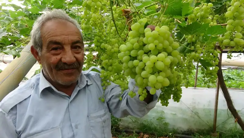 Zirai Don Etkisi Hisse Senetlerini Sarsıyor: İlk Ürünler 250 TL'den Satılıyor