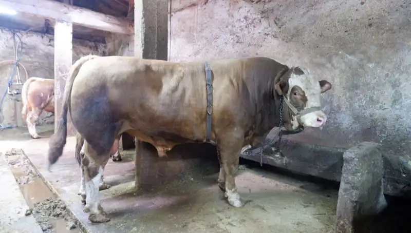 1 Ton 200 Kilo Değerli Yatırım Aracı: Fiyatı Herkesi Şaşırttı!