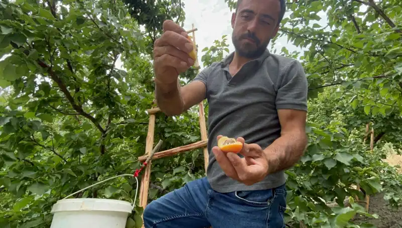 Tadı Damakta Bırakan Lezzet: Hisseler İle Tanışın!