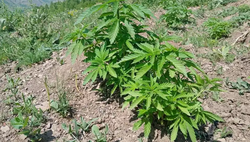 Bingöl'de Kenevir ve Kaçak Tütün Operasyonu: Güvenlik Güçleri Başarı Kaydetti