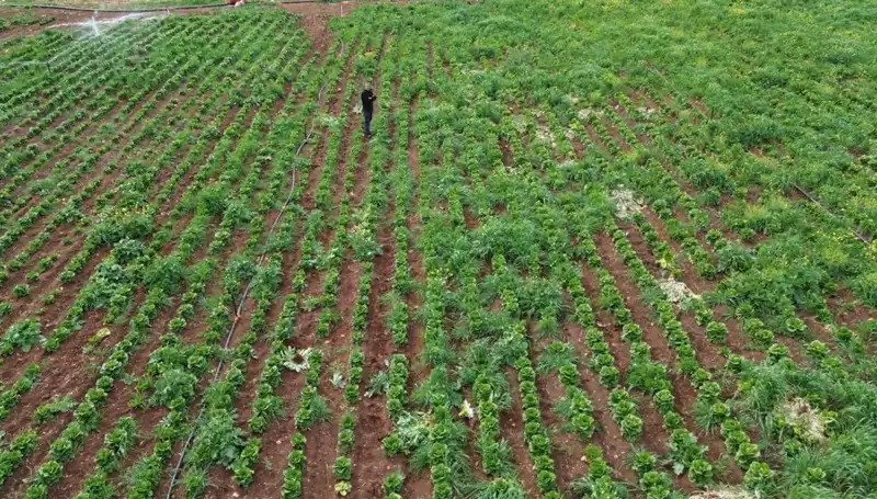 Marul Üretiminde Kuraklığın Etkileri: Hisse Senetleri Üzerindeki Yansımalar