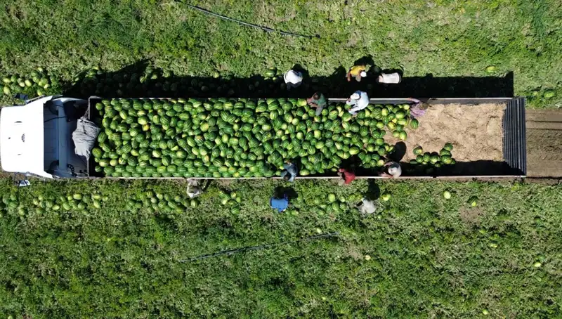 Bafra Ovası’nda Karpuz Rekoltesi Beklentisi: 94 Bin 500 Ton!