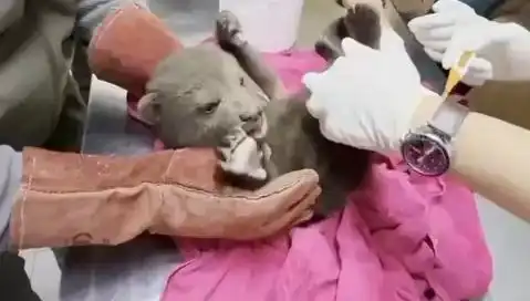 Karabük'te Büyüleyici Bir Keşif: Yavru Bozayı Bulundu!
