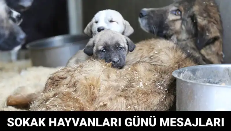 Dünya Sokak Hayvanları Günü: Duyarlılık ve Farkındalık İçin Bir Çağrı