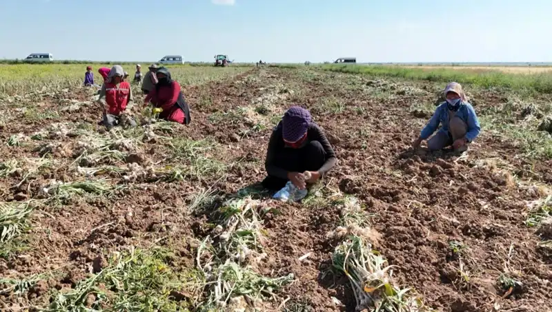 Rusya, Almanya ve İspanya’nın Antibiyotiği Üretiminde Hasat Dönemi Başladı!