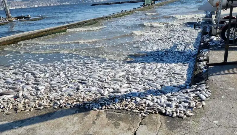 İzmir Körfezi’nde Yenilikçi Projelerle Sürdürülebilir Gelecek