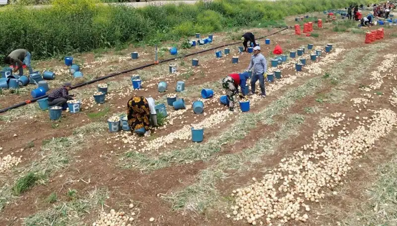 Soğan Hasadı Başladı: Fiyatlar Düşüşe Geçti, Pazar Görünümü Nasıl Olacak?