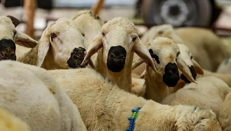 Kurban Bayramı 2025: Kurban Kesmek Farz mı? 10 Soruda Bilmeniz Gerekenler
