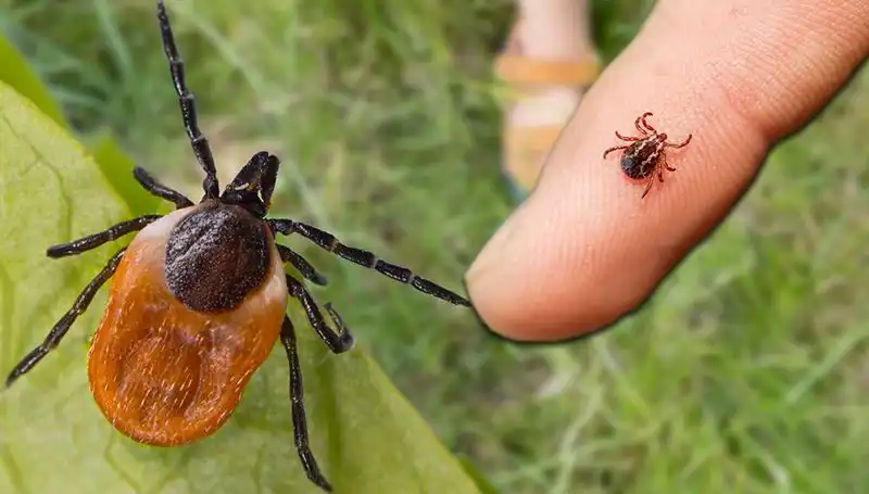 Kene Isırması Riski: Korunmanın Altın Kuralları Neler?