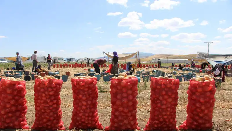 Amasya Elması Avrupa ve Rusya Pazarlarında "Tatlı" Bir Başarıyı Hedefliyor