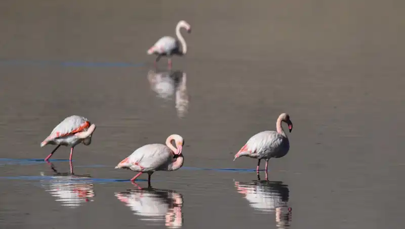 Türkiye’nin Kuş Cenneti: Kuraklık Flamingo Sayısını Tehdit Ediyor