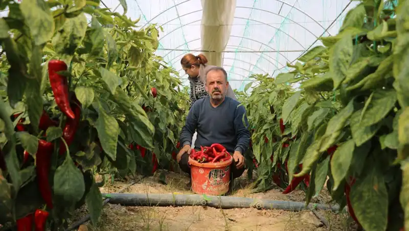 Hisse Fiyatında Şok Artış: %50'lik Fark Tüketicileri Şaşırttı!